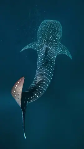 Hands up, who wants to swim with the biggest fish in the world? 🙋💙 From March to June in Nyinggulu (#Ningaloo) swim alongside majestic #WhaleSharks on @Western Australia’s UNESCO World Heritage-listed #NingalooReef.  🎥: IG/brookepykephotography  📍: Ningaloo Reef, @Australia’s Coral Coast, #WesternAustralia - home to the Jinigudera people.  #SeeAustralia #ComeAndSayGDay #WesternAustralia #Travel #Australia #TravelAustralia #CoralCoast #Ningaloo #NingalooReef #WhaleShark #Ocean  ID: Footage following a whale shark through the deep blue waters of the Ningaloo Reef on a Whale Shark Snorkelling Adventure tour with Kings Ningaloo Reef Tours. 