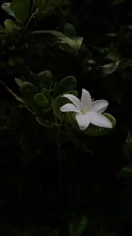 අපි හිතන තරම් මිනිස්සුන්ගෙ හිත ලස්සන නෑ ❤️‍🩹 (mage videos ona kenekta ganna puluwan ithin ahanna deyak na😉 (#admin ) #trending#srilanka#viral#fpy#foryou#whatsappstatus#wadan_tik_tok#deeppurpose1 #frends#feelings#loveyourself#emotional #lovestory #whatsappstatus #viral #yp≥/ #tiktokpage #contentcreator #status #everyone #every #srilanka #sinhala #whatsappstatus #newsongs #Love #dilubeats #luxurynature #sunset #beachvibes #sunsetview #naturebeauty #sealovers #vibe #sinhalasong #nubadakama #sasinduraveen #eveningsea #cinematic #seaview #sinhalavibes #viral#111.aman #trending #foryoupage #fyp #creatorstock #trending