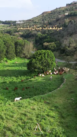مرتفعات وجبال بلسمر الخضراء #اكسبلور #fyp #explore #ابها #جاكرند_ابهاا💜 #بلسمر #ابها_الان 