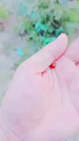 #tiktokofficalpakistan♠🥀 #foryou #CapCut 