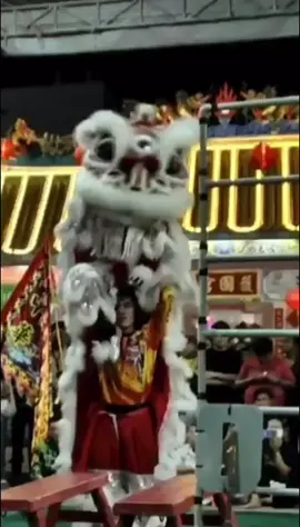 🇹🇭 2024 泰南宋艾歌乐护国宫南狮国际赛 2024 South Thailand International Lion Dance Championship Traditional Category  🇦🇺 西澳中華會館龍獅圑 W.A Chung Wah Dragon & Lion Dance Troupe   1st Runner Up 🏆🥇👏👏👏 女狮王 Female Lion head Su-ngai Kolok, Thailand #马来西亚 #malaysia #malaysiatiktok #liondance #mualan #tariansinga #barongsai #醒獅 #醒狮 #舞狮 #liondancer #liondanceperformance #liondancecompetition #liondancelife #高桩 #高桩舞狮 #高桩舞狮🦁 #高桩舞狮表演 #舞狮生活 #舞狮比赛 #舞狮表演 #舞狮运动 #liondancemalaysia #liondance2024 #múalan #múalan2024 #lansurong #lansurong2024 #liondancing   #liondancedrum #liondancedruming  #barongsaitiktok #barongsai2024 #传统 #传统文化 #traditional  #台上一分钟台下十年功   #respect #泰国 #thailand #thailand🇹🇭 #thailandtiktok  #champion #女狮人 #liondancegirls #liondancegirl #girlliondance #australia #澳大利亚 #austria #australian #australiatiktok 
