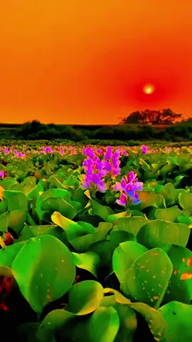 Bạn còn nhớ nhành hoa tím lục bình trôi lượn lờ trên sông vào chiều hoàng hôn không?  #congaiongtulem #xuhuong #xyzbca #quehuongmientay @𝑪𝝄𝛈 𝑮á𝖎 Ô𝛈𝐠 𝜯ư 𝑳𝛜𝒎 