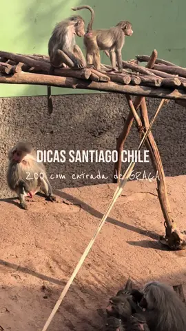 o que fazer em santiago no chile de graça? mais um de dicas  📍Pío Nono 450, Recoleta, Providencia ou você pode entrar pelo parquemet, subir de teleférico, ir de funicular, de onibus ou caminhando.  #dicassantiago #dicachile #oquefazernochile #roteirodeviagemsantiago #zoonacionalchile #zoologicochile #zoodegraçachile #santiago #dicasdeviagens #traveltiktoks #cerrosancristobal #oquefazeremsantiago #telefericosantiago  @behera | bora viajar 