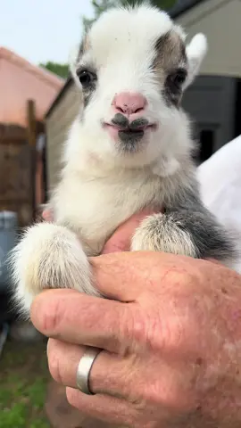Look at those kissable lips! 3 days old! #fyp #foryou #foryoupage #myfunnymenagerie #goats #goatsoftiktok #babyanimal #cute #cutebaby #kiss #lips #kissyface 