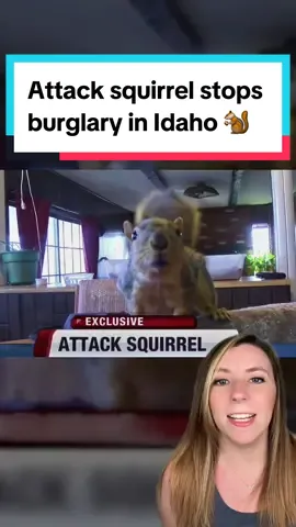 Joey the squirrel has no special security training, but when someone broke into his house, he knew exactly what to do. 🐿️  The squirrel quickly and effectively foiled the robbery with his attack, and the homeowner was just as surprised as the burglar. 🥜  Joey has retired from his duties as attack squirrel, but Adam will always be grateful for his assistance when he needed a security squirrel most. ❤️  📸 Idaho News 6 / Adam Pearl  #squirrel #securitysquirrel #squirrelattack #babysquirrel #squirreljumping #idaho