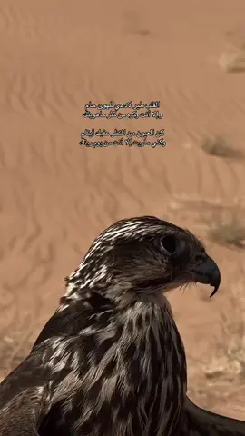 #القلب #طير #محمد بن فطيس # شعراء #الشعر العربي #💔😭 #