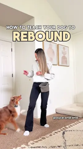 HOW TO TEACH YOUR DOG TO REBOUND OFF YOU Make sure to save this post for future reference! 💛 Treats: Good Bowl Freeze Dried Raw Treats from @Open Farm Pet  — use code AYCEARIA15 for 15% your first order!  Treat pouch: Sealable Ultimate Treat Pouch from @voilapets | — use code AYCEANDARIA for 10% off Steps:  1. Grab a treat pouch and your dog’s favorite treats.  2. Sit on the floor and have your dog crawl onto your lap from your right side. Once all four paws touch your lap, toss the treats from the left to the right to reinforce the full rotation of a rebound.  3. Practice Step 2 kneeling down.  4. Grab a chair and lure your dog to jump onto your lap. Make sure to toss the treats to the right when they jump off to force them to rotate.  5. Take away the chair and lean against the wall for support.  6. Keep practicing without the wall support and you’re done!  Hopefully these tips are helpful! Follow @ayce.and.aria for more training tips and videos! . . . . . #DogTraining #dogtrainer #australianshepherd #miniaussie #clickertraining #smartdog #dogtricks #dogobedience #cutedogs #doglover #australianshepherd #miniaussie 