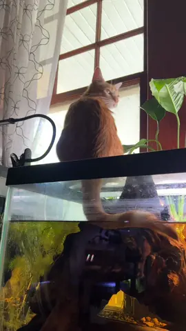 My youngest everyone. #orangecat #catsoftiktok #bettasorority #bettatank #keiththecat