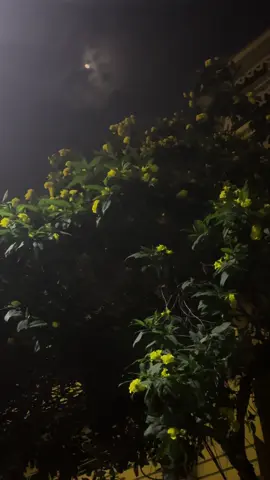 #night #flower #moon 
