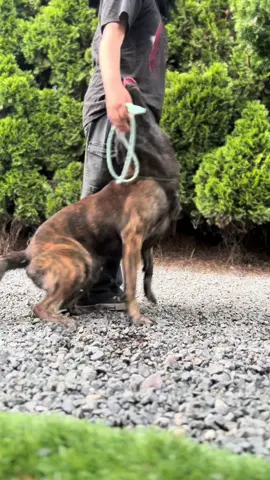 This dog’s precision is goals #dutchshepherd #dogcommunity 