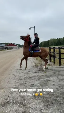 A little fresh eh🤠😂  but happy horse happy me. ( just trying not run into the cars😳) #horsesoftiktok #equestrian #thoroughbred #horses #hästar #foryou #fyp #fördig 
