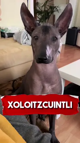 Meet the Xoloitzcuintli 🥰 🐕 #animals #fyp #dog #dogsoftiktok #richyvidz #xoloitzcuintle 