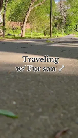 🐾 Traveling the country with my cogi companion, Thor 🦴 Even amidst the adventures we do something everyday that he enjoys ✨ #travelwiththor #corgis #dogsoftiktokfyp #travelingpets #travelbuddies 