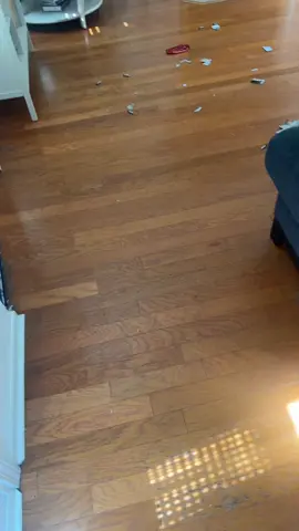 I think I know who did it #dogs #guilty #funny 