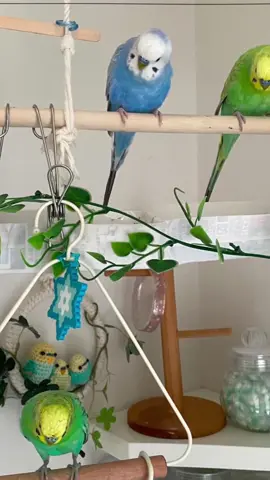 #parrot #parrots #parrotslover #birds #short #fouryou #birdsofprey #fyp #fou #budguiesbirdsfunny🦜 #parrotsoftiktok #bird #budguies #birdlover #birdslove #birdsoftiktok #parrotstiktok 