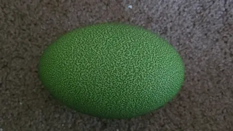 The 2 eggs must recently taken side by side! #rarewildlife #wildlife #ratite #avian #frugivore #dinobird #murderbirds #cassowaryconservancy #coloredeggs #dinoegghatch #cassowary #cassowaryegg #southerncassowary #southerncassowaryegg 