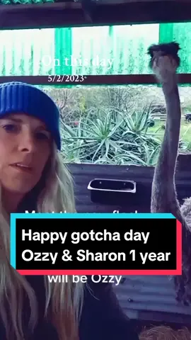 Happy Gotcha day Ozzy & Sharon, been a long year of fun and learning #onthisday #ostrich #velociraptor #bigbird #ostrichtok #hobbyfarm #homestead #australia #tiktok 