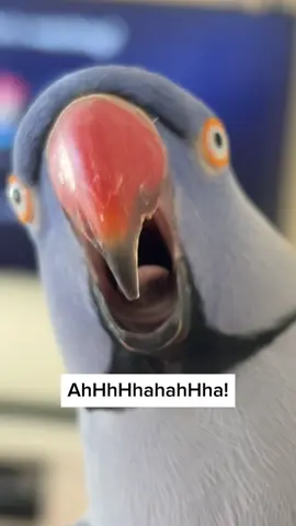 Some people i tell ya! #hamlet #australia #bird #funny #comedy 