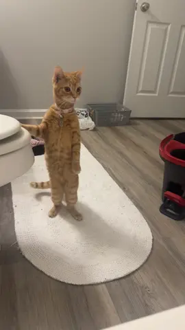 took a bath for the first time around my cat…. safe to say he was curios! #catsoftiktok #fyp #bath #kitten 