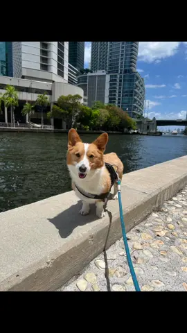 Cant even get mad at him bc he was sick that week 😭🤣 #fyp #dogtok #dogtrends #corgi 