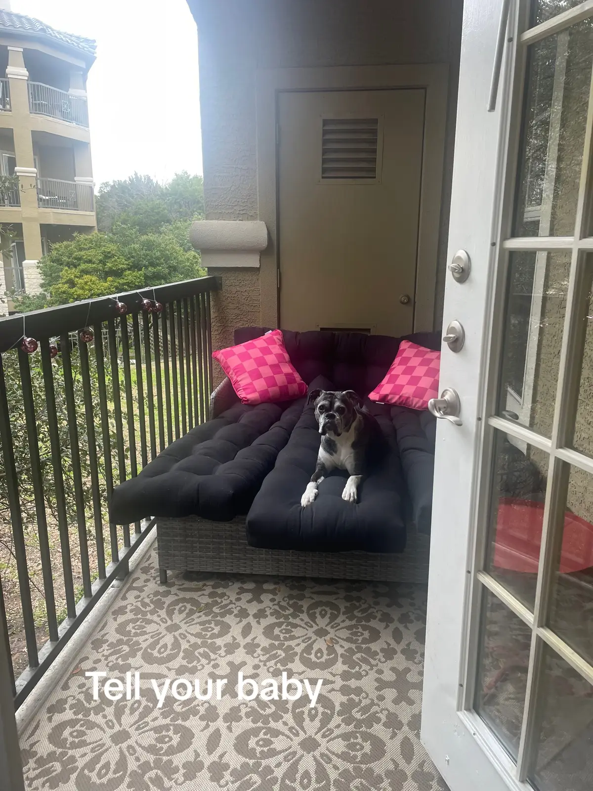 The boxer who made me get a second 😭 #boxerdog #duke #duchess #dogmomlife #boxer 