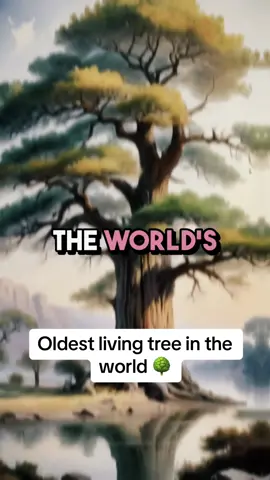 Oldest living tree in the world 🌳 #fyp #foryou #tiktok #foryoupage #knowledge #tree #methuselah #old #ancient 