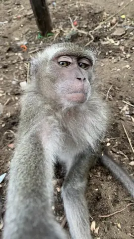 Monyet selfie 🐵 #CapCut #monyetselfie #ultrawide #selfie #fyp #viral 