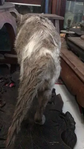 Báo h,i,ế,u dzữ luôn 🥲🤣😘💞