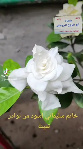 #الاحجارالكريمه #سعوديه🇸🇦يمن🇾🇪بحرين🇧🇭قطر🇶🇦مغرب🇲🇦سوريا🇸🇾 #خليجيات_كويتيات_سعوديات_اماراتيا #امريكا_نيويورك_الولايات_المتحده #كويت_قطر_البحرين_السعوديه_الامارات #شعب_الصيني_ماله_حل😂😂 #سوريه_العراق_سعوديه_اردن_خليج_جزائر #بغداد_بصرة_موصل_الكويت_الخليج_دبي_ #الاحجارالكريمه #جلب_الحبيب #خيره_ام_البنين #ايراني #اهواز #جزائر #