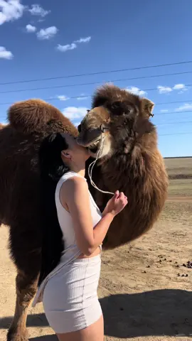 #mongol #mongolia #gomongolia #alwaysmoving #МонголУлс #монголия #зурагавалт #Улаанбаатар #тэмээ #낙타 #몽골 #몽골여행 #camel 