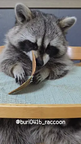 김 냄새가 마음에 들지 않는 앵그리 부리 😅 . . . . . #부리부리 #BuriBuri #라쿤 #raccoon #너구리 #енот #pet #followｍe #반려동물 #추천 #viral #fyp 