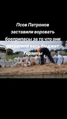 #своооо #россия🇷🇺 #песпатрон🥰 #патрон #боеприпасы #бюджет 