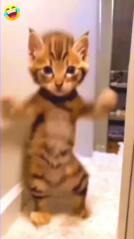 Billi na Dance Kia 🤣🐈😱🤩 #funnymoments #funny #mood #comedy #collor #nature #trending #shorts 