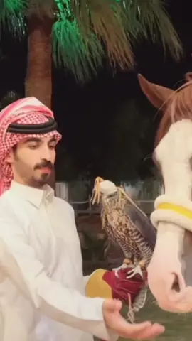 . . . . . . . . . . . . . . . . . . . . . . . . . . . . . . . . #مربط_الدخيل #CapCut #506 #امطاراليوم #صقر #خيول 