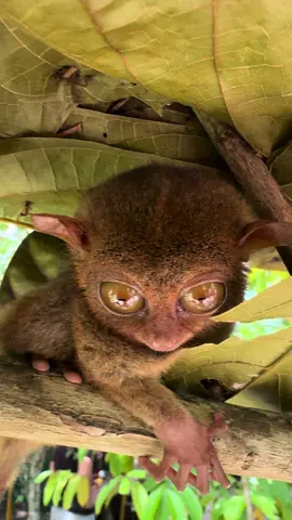 tarsier’s are an endangered species. they like to sleep during the day and adventure at night, they only make one baby once a “year”. these little guys are as big as my fist, I wanted to take one home because they are like little teddy bears 🐒😄 #tarsier #animals #endangeredspecies #protect #viral #foryoupage #fypシ 