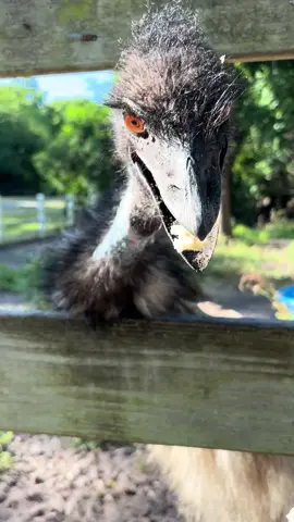 Buenos dias familia bendiciones acompáñenme a darle comida a los emus #emu #farmlife #alimentandomascota #bendicione #buenosdias #losamo #amoelcampo #elcampoesvida 