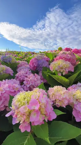 Một chiếc cẩm tú cầu quá xinh đẹp 🥰#hoa #trending #thiennhien #camtucau 