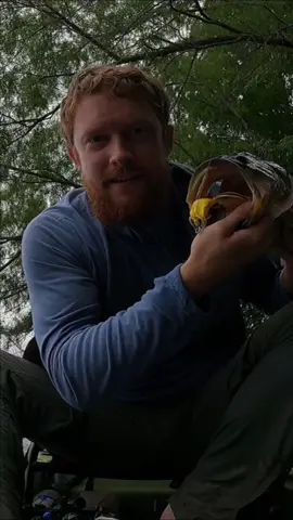 4 pounder decided to slurp the 🐸. #topwaterfishing #topwaterexplosions #hollowbodyfrog #topwaterfrog #ladybirdlake #austintexas 