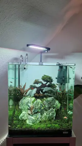 My Amazing Zen Bonsai Cube Aquarium #aquarium #fish #plantedaquarium #freshwatertank 