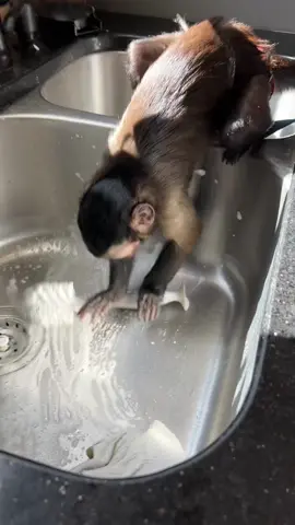 Oliver loves cleaning😆 #oliverlincoln #squeakyclean #smartmonkey #capuchin #monkey #monkeysoftiktok 
