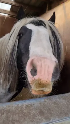 Happy to be out of the 🌞 #gypsycob #equine #fyp #traditionalcob #stallion #pony 