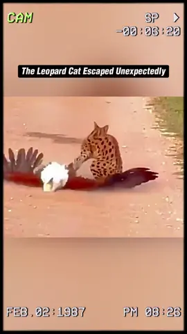 The leopard cat escaped unexpectedly. #wildanimals #animals #foryou 