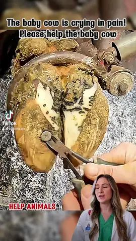 #veterinarian #parasites #maggot #dog #cats #takecareogyour #fyp 