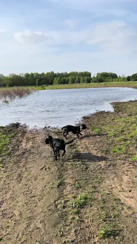 #dog #dogsoftiktok #foryou  