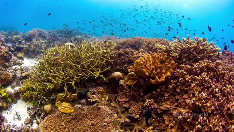 🌊✨ Além de serem incrivelmente belos, os recifes de corais são ecossistemas que abrigam uma diversidade de vida impressionante. É como mergulhar em um mosaico de cores e formas, onde cada criatura desempenha um papel vital. Uma verdadeira obra-prima da natureza que nos lembra da importância crucial de preservar nossos preciosos oceanos. 💙🐠 #RecifesDeCorais #VidaMarinha #PreservaçãoOceânica #longervideos #Natureza #wildlifephotographer 