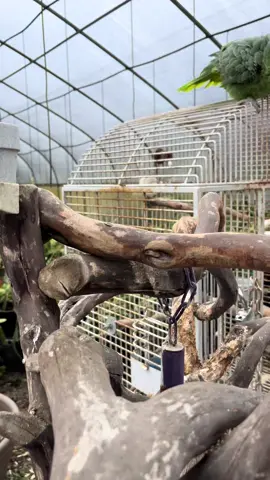Bro couldn’t take the rejection 😭 #parrot #bird #funny #fyp #foryoupage #summertime 