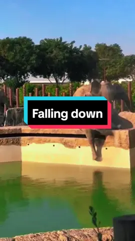 Animals falling down... #elephant #funnyanimals 