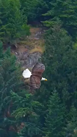 Eagle Flying in the sky ❤️#eaglespayedrefs #useagle #foryou #Eagle #eagles #eagles #eagleeyes #eaglespay #usaeaglesrugby 