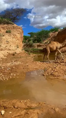 Boholaha xargaga iyo xili roobaadka  #ssckhaatumostate💙🐎🤍 #viral #najiibAfarah #somalitiktok #jawi 