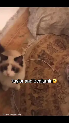 taylor_theerastour1989 most of this cutest clip from Taylor Swift of her and her cat Benjamin! #taylorswift #theerastour #taylorsversion #swiftietiktok #taylornation #swiftie #taylorswifterastour #taylorswiftcats #taylorandbenjamin #fypage  🎥: @Taylor198922 